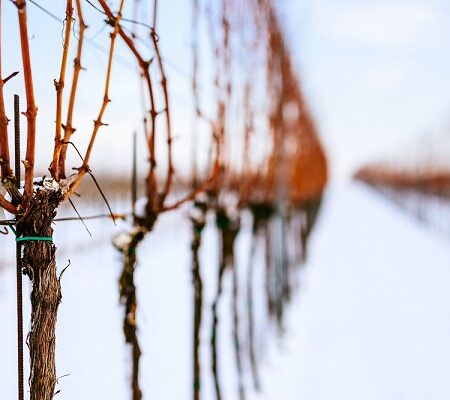 kvalitné hrozno: Zimná starostlivosť o vinič na zasneženom vinohrade – príprava na kvalitnú úrodu hrozna.