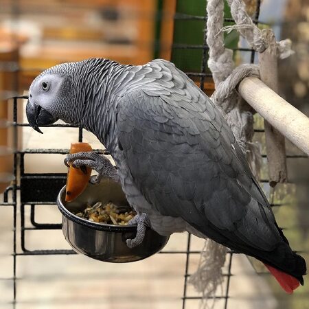 Sivý papagáj (žako) vo svojej klietke drží v pazúrikoch kúsok ovocia a skúša nové jedlo.