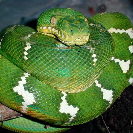Fakty o hadoch: Zelený stromový pytón zvinutý na vetve, s jasnými bielymi vzormi na šupinách, typický obyvateľ tropických pralesov.
