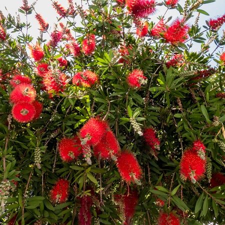 Tyčinkovec (Callistemon) s karmínovo-červenými kvetmi pripomínajúcimi kefky, obklopený zelenými listami, rozkvitnutý pod jasným slnečným svetlom.