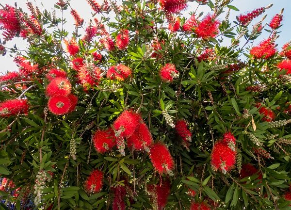 Tyčinkovec (Callistemon) s karmínovo-červenými kvetmi pripomínajúcimi kefky, obklopený zelenými listami, rozkvitnutý pod jasným slnečným svetlom.