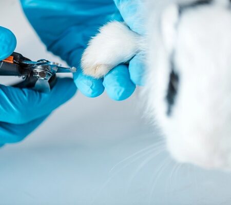 Starostlivosť o hlodavca – strihanie pazúrov pre zdravé labky. Prečo strihať hlodavcom pazúre?