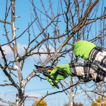 Zimný rez jadrovín: Kedy a ako správne rezať ovocné stromy?
