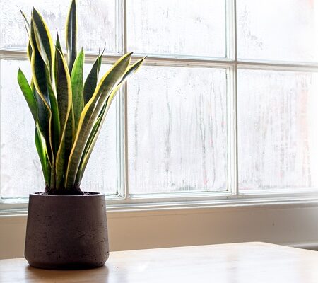 Ako detoxikovať interiér. Svokrin jazyk (Sansevieria) na stole pri okne, ideálna izbová rastlina na čistenie vzduchu