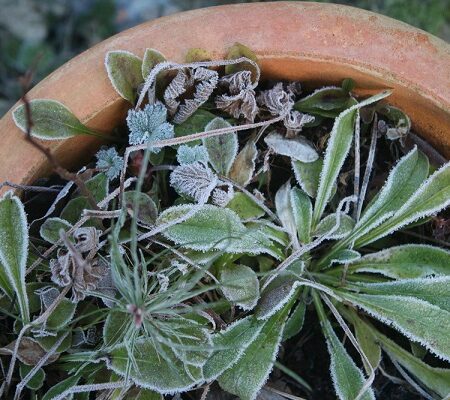 Holomrazy. Kontajnerová rastlina s jemným povlakom námrazy, vystavená holomrazom v záhradnom kvetináči.