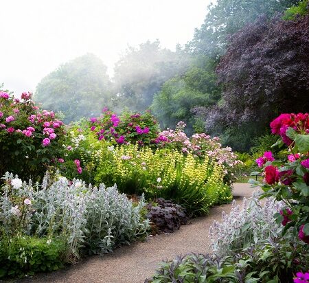 Anglická záhrada s rozkvitnutými ružami, levanduľou a kvetinovými záhonmi pozdĺž kľukatého chodníka.