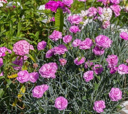 Pestovanie klinčeka: Klinčeky záhradné: Ružové kvety v záhrade obklopené zeleným lístím.