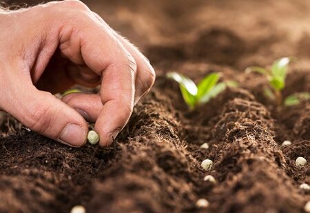 Ruka sadiaca semená do riadkov v pripravenej pôde, symbolizujúca správnu prípravu na úspešnú úrodu. Základné podmienky