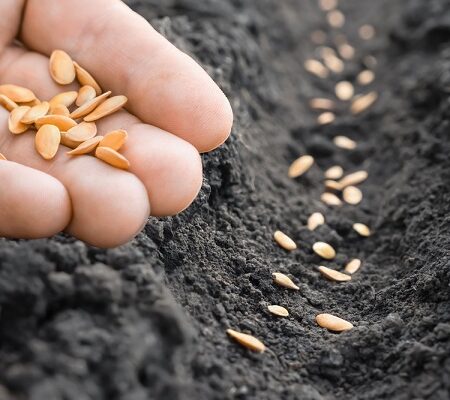 Perfektné osivo. Ruka vysievajúca semienka do úrodnej pôdy, pripravená na pestovanie zeleniny.