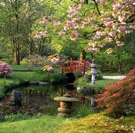 Japonská záhrada s červeným mostíkom, jazierkom a kvitnúcimi čerešňami na jar.