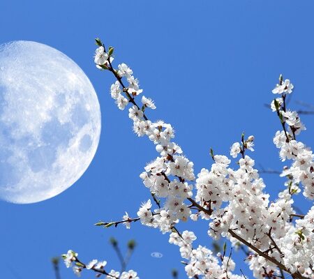 Jarný mesiac na oblohe s rozkvitnutými vetvami stromov symbolizuje harmóniu prírody a vplyv lunárneho cyklu na rast rastlín. Lunárny kalendár 2025