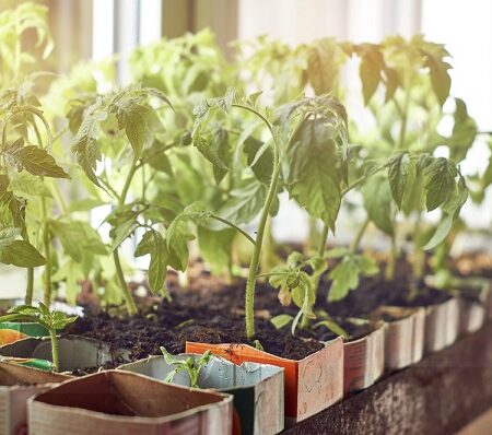 Mladé priesady paradajok pestované v domácich podmienkach v recyklovaných nádobách na parapete, osvetlené prirodzeným svetlom. Pozor na hubové ochorenia
