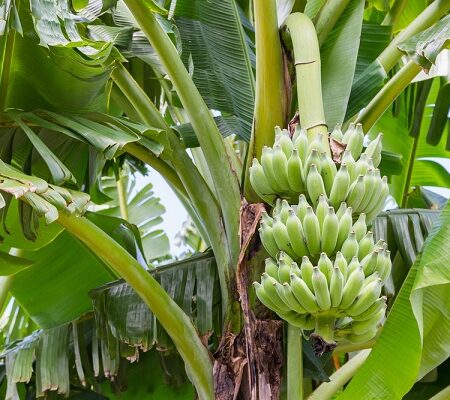 Ako pestovať banánovník. Zrelý banánovník s veľkými zelenými listami a trsom zelených banánov rastúcich na stonke.