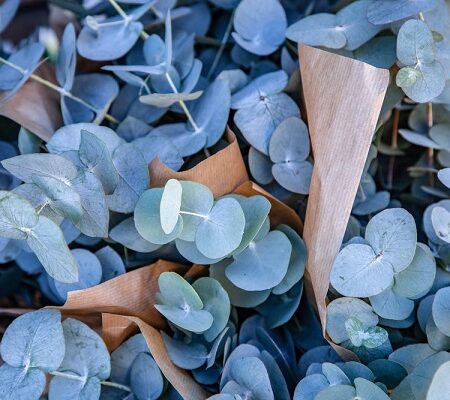 Predpestovanie eukalyptu: Čerstvé vetvičky eukalyptu zabalené v hnedom papieri, pripravené na dekoratívne využitie alebo sušenie.