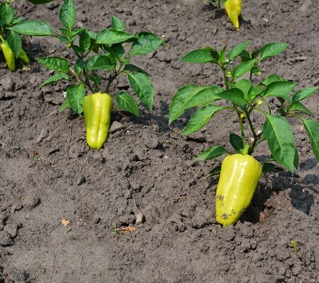 Výživa a hnojenie zeleninovej papriky, Zeleninová paprika rastúca na poli s plodmi svetložltej farby, pripravená na dozrievanie v letnom období.
