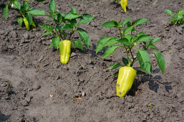 Výživa a hnojenie zeleninovej papriky, Zeleninová paprika rastúca na poli s plodmi svetložltej farby, pripravená na dozrievanie v letnom období.