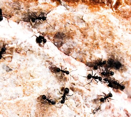 Mravce na kamennom povrchu hľadajúce potravu