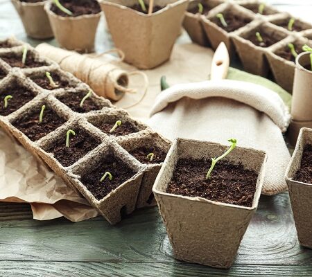 Výsev zeleniny. Sadenice zeleniny v biodegradovateľných výsevných nádobách pripravených na predpestovanie na jar.