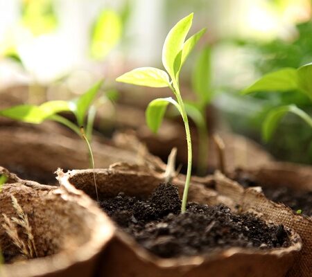 Výsadba semien vo februári – krok k úspešnej jarnej záhrade. Sadenice pripravené na výsadbu.