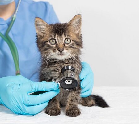 Prevencia výskytu červov, Veterinár kontroluje mačiatko stetoskopom počas pravidelnej zdravotnej prehliadky na prevenciu červov.