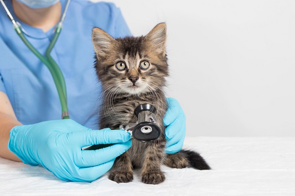 Prevencia výskytu červov, Veterinár kontroluje mačiatko stetoskopom počas pravidelnej zdravotnej prehliadky na prevenciu červov.