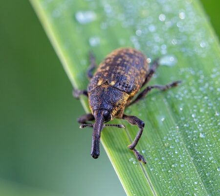 Nosánik ryhovaný (Otiorhynchus sulcatus) na zelenej rastline s kvapkami rosy – nebezpečný škodca záhradných rastlín.
