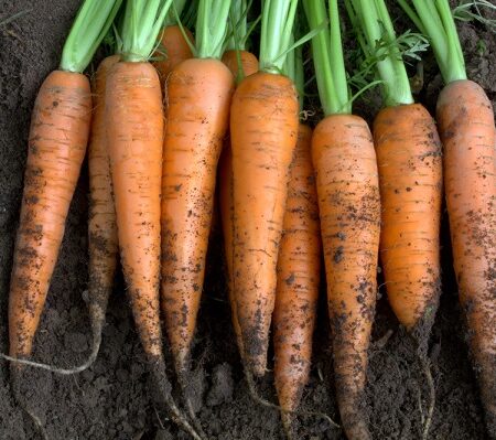 Výsev koreňovej zeleniny do hrobčekov. Čerstvo zozbierané mrkvy zo záhrady pestované v hrobčekoch