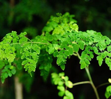 Moringa. Zelené listy stromu moringa (Moringa oleifera) v prírodnom prostredí, plné výživných látok a zdravotných benefitov.