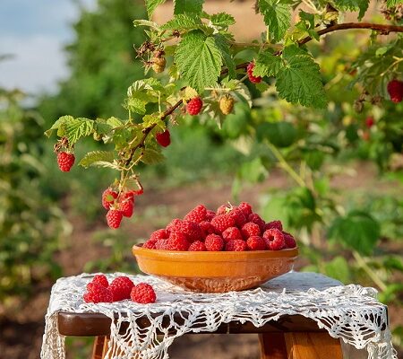Konštrukcie pre maliny. Čerstvo nazbierané maliny v drevenej miske na stole so záhradou plnou malín v pozadí.