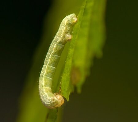 Piadivka jesenná, Larva piadivky na listoch ovocného stromu počas kŕmenia