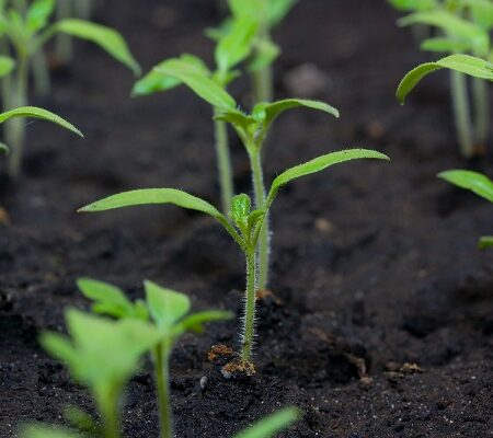 Rozsádzanie predpestovanej sadby.Semenáčiky s tromi pravými listami – ideálny čas na rozsádzanie predpestovanej sadby.