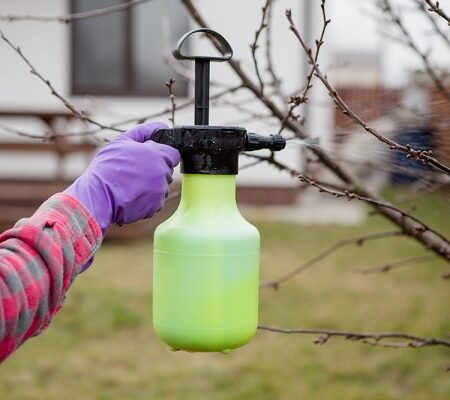 Predjarný postrek ovocného stromu pomocou ručného postrekovača – dôležitá ochrana pred škodcami na jar.
