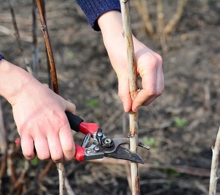 Ručné strihanie malinových výhonov pomocou záhradných nožníc počas predjarnej údržby maliniska. Rez malín