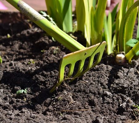 Ručná úprava pôdy motykou pri odhrnutí nakopcovaných rastlín v záhrade na jar. Odhrnutie nakopcovaných rastlín