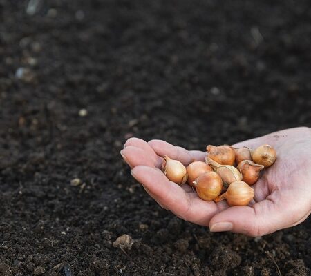 Ručne držaná sadzačka cibule pripravená na výsev do voľnej pôdy.