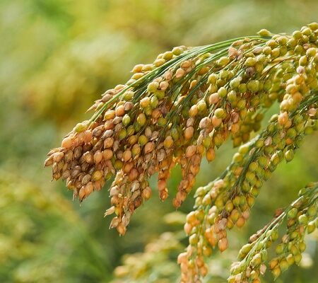 Pestovanie prosa: Klasy zrelého pre rastlinu – trvalá obilnina vhodná na pestovanie v suchých podmienkach.