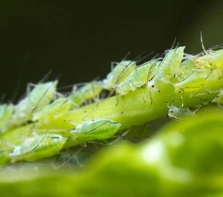 Škodcovia v apríli: Vošky na zelenej rastline v záhrade počas jari – detailný pohľad na škodcov, ktorí poškodzujú výhonky a listy
