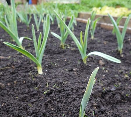 Pestovanie cesnaku. Mladé rastlinky cesnaku rastúce v upravenom vyvýšenom záhone na jar