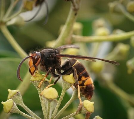 Sršeň ázijský ( Vespa velutina ) na rastline, detailný pohľad na invázneho predátora včiel.
