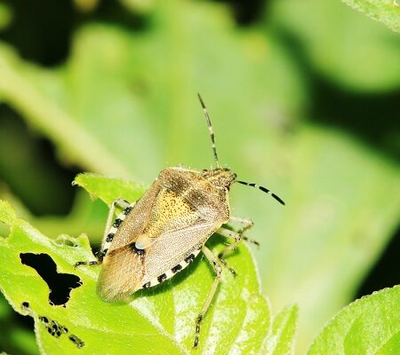 Bzdocha Nezara viridula – hrozba pre zeleninu a ovocné plodiny?