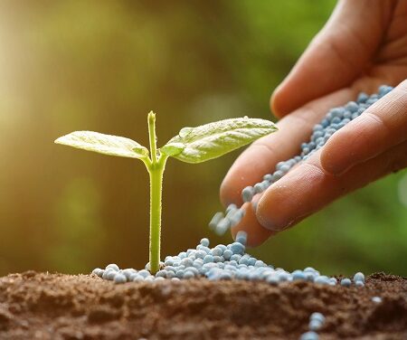 Ruka sype chelátové hnojivá ku mladej rastlinke na záhrade za slnečného dňa.