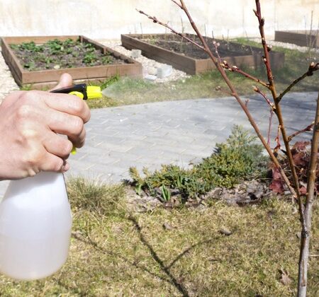 Ručný jarný postrek ovocných stromov.