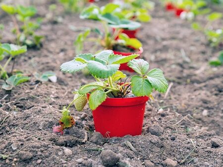 Frigo sadba jahôd pripravená na výsadbu s vyvinutým koreňovým systémom