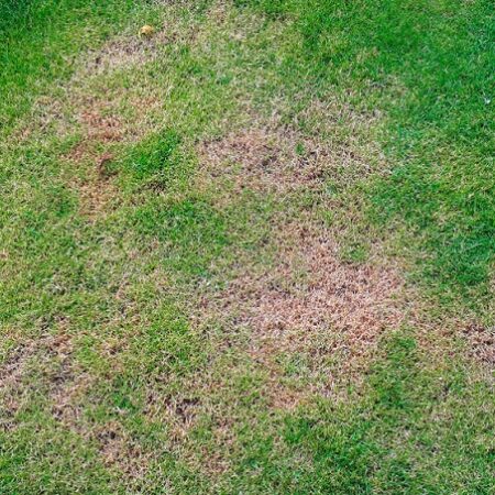 Fľaky na trávniku spôsobené hubovým ochorením a nerovnomernou vlhkosťou pôdy.