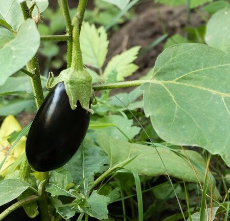Rastliny lákajúce škodce. Baklažán rastúci v záhrade – rastlina lákajúca blšie chrobáky, ktoré môžu poškodiť listy a obmedziť úrodu.