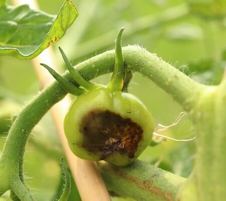 Pleseň na paradajkách. Pleseň na zelenej paradajke – typické príznaky infekcie spôsobenej plesňou zemiakovou