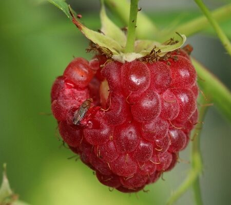 Octomilka japonská na malinách – poškodený plod s viditeľnou muškou a larvou