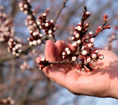 Jarné mrazy. Ruka záhradkára kontroluje napučiavajúce púčiky ovocného stromu na jar, riziko poškodenia mrazom.