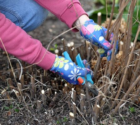 Záhradník strihá suché stonky trvaliek na jar v rukaviciach s kvetinovým vzorom. Záhrada po zime