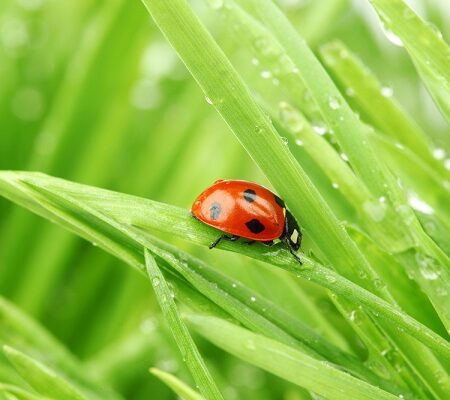 Lienka sedembodková na zelenej tráve s kvapkami rosy v záhrade. Lienky v záhrade